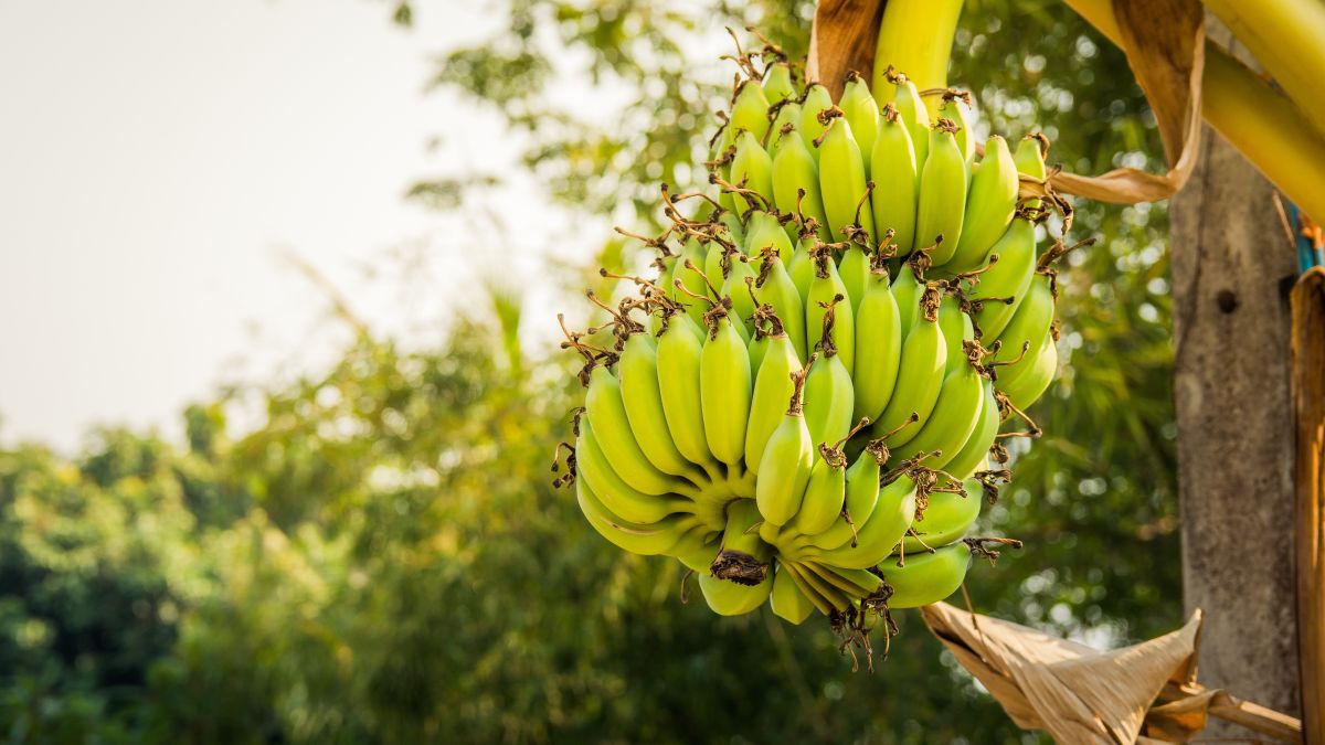 Diseño de envases para reducir daños mecánicos en bananos durante almacenamiento y transporte.jpg